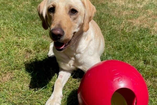 Cindy lays next to a red jolly ball in the grassy play yard. She is looking at the camera with her mouth slightly open