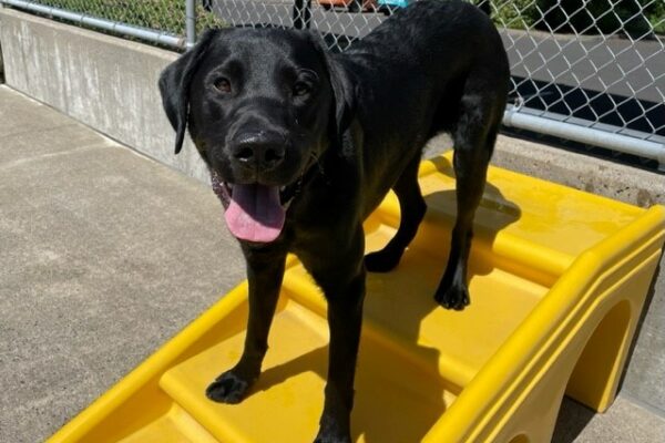 Black Labrador Retriever, Ergo, stands on a yellow play structure. He is looking at the camera smiling.