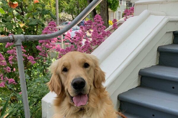 Golden Retriever Jake sits outside on a stair landing with beautiful pink and orange flowers in the background wearing his GDB harness.