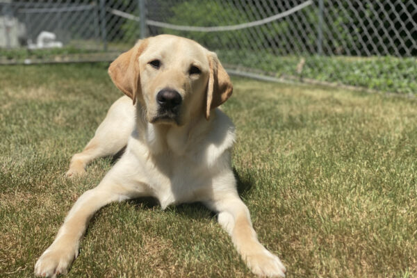 Presley, a yellow lab is laying in the grass, his ears are perked up and he is looking at the camera intently with his dark eyes.