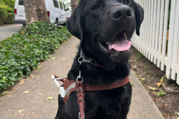 Walter is sitting in front of the camera, wearing his GDB harness. Behind him is a white training van and green ivy is running alongside the sidewalk on one side, a white picket fence is on the other side.