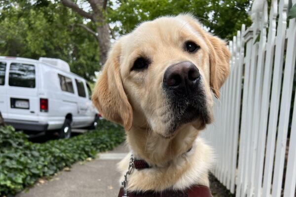 Honor is wearing his guide dog harness and looking into the camera with a slight head tilt. A white training van is behind him.