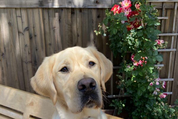 Hunter sits on a bench and gazes at his handler. Red and white roses are behind him.