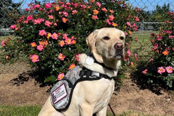 Yellow Lab Venus wearing her service dog vest. She is sitting in some grass with a shrub with pink and yellow flowers behind her.