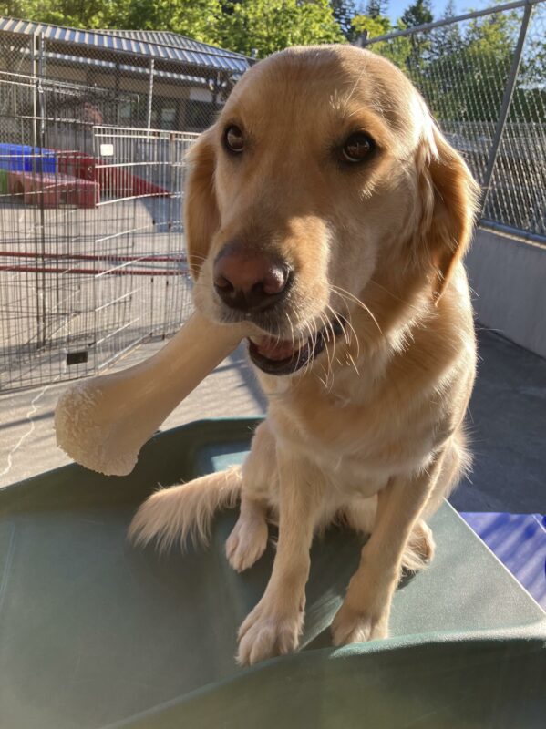 Golden Retriever Aloha is sitting on a green play structure in the community run area with a nylabone hanging out of one side of her mouth.  The sun is setting, making this Golden Retriever even more golden than usual!