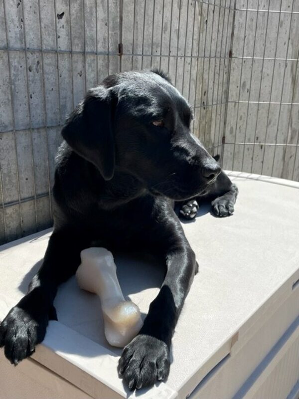Belaire, a petite black lab is laying on a gray play structure, with a white nylabone at her paws. Shes looking off in the distance, her beautiful, glossy coat shining in the sunlight.