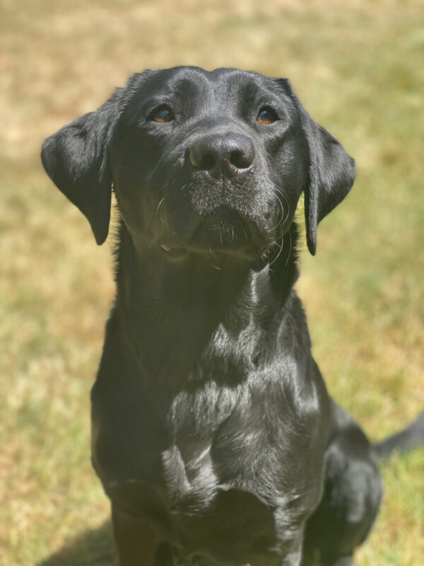 Belaire, a petite black lab is sitting in grass on a beautiful, sunny day. Shes staring intently at the camera with her brown eyes in anticipation of a treat.