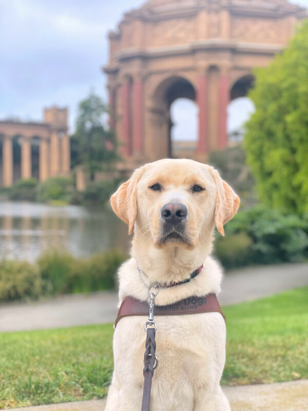 Orbit, a male yellow lab sits in front of The Palace of Fine Arts in San Francisco. He is wearing a leather GDB harness.