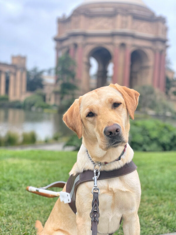 Gran, a female yellow lab, sits in front of The Palace of Fine Art in San Francisco. Shas her head turned to the side and is looking inquisitively at the camera. She is wearing a leather GDB harness.