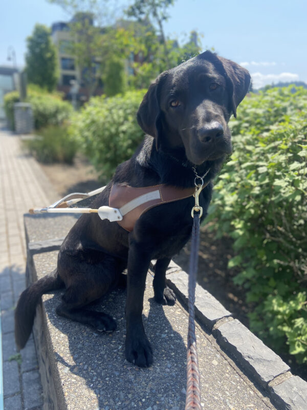 Shelby is wearing her harness, ears forward, head tilted, and looking at the camera. She is sitting a cement wall with greenery in the background