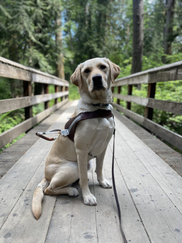 Bombay is sitting in harness looking at the camera on a wood bridge with greenery in the background