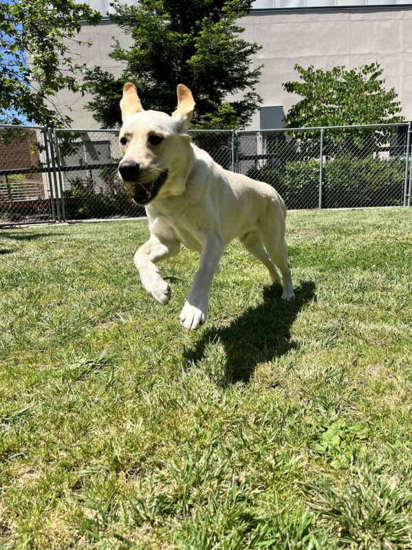 Ken is running in a grass paddock. He is mid run and his ears are elevated.