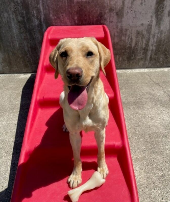 Keiko, a petite yellow lab is sitting on a red play structure in one of the Oregon campus community runs on a warm, sunny day. A bone is sitting at her front paws. Her tounge is hanging out and she looks to be waiting in anticipation of a yummy snack.