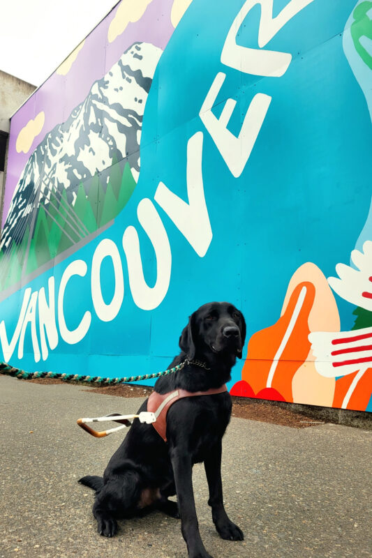 Dax, a male black lab, sits in front of a large, colorful mural that says Vancouver. He is wearing his brown leather harness, and is grinning while looking toward the camera.