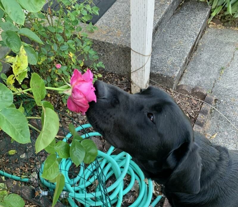 Dax, a male black lab, curiously sniffs a pink flower during his downtime.