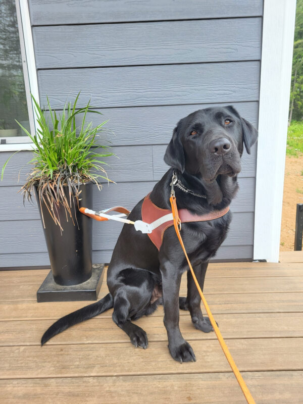 Bexley, a large black lab, sits next to a green plant in a black pot. He is wearing his brown leather harness while looking toward the camera.