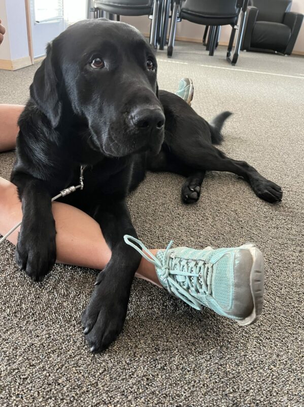 Bexley, a large black lab, lays relaxed on a carpeted floor in his handler's lap while draping his front paws over their leg.