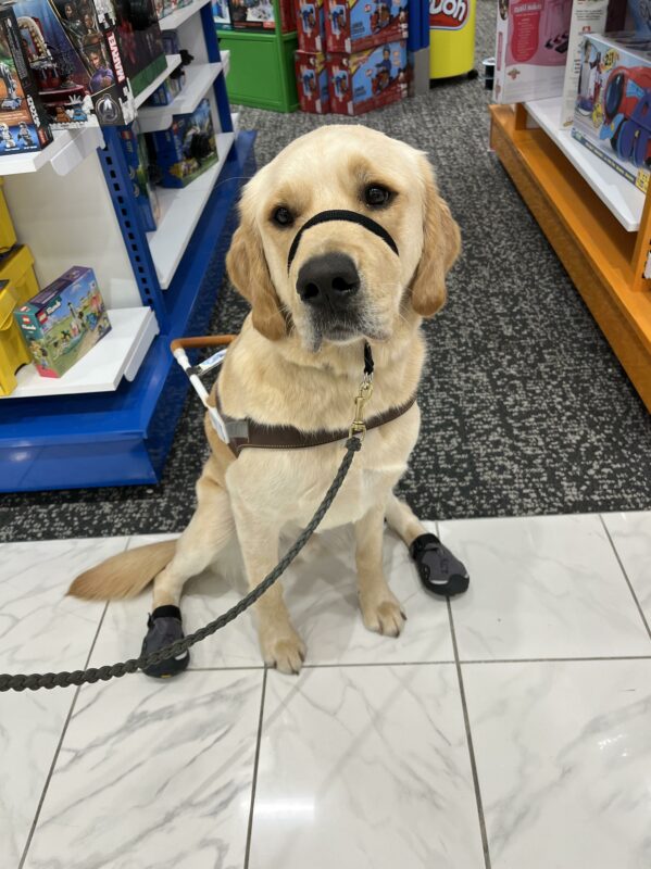 Dempsey, a large golden/lab cross, sits on a tile floor while wearing his head collar, harness, and booties. He sits facing the camera in front of shelves of childrens toys with his hind legs spread out from underneath him.