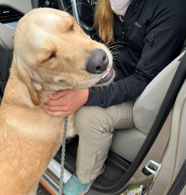 Dempsey, a large golden/lab cross has his front paws in his handlers lap while getting snuggles during his downtime. He has a squinty smile on his face while looking back toward the camera.