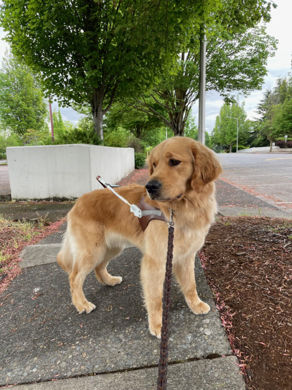 Dandelion stands on a sidewalk in the Lloyd District area. She is wearing a guide dog harness and looking off the the left. There are green trees in the background and red leaves scattered on the ground.