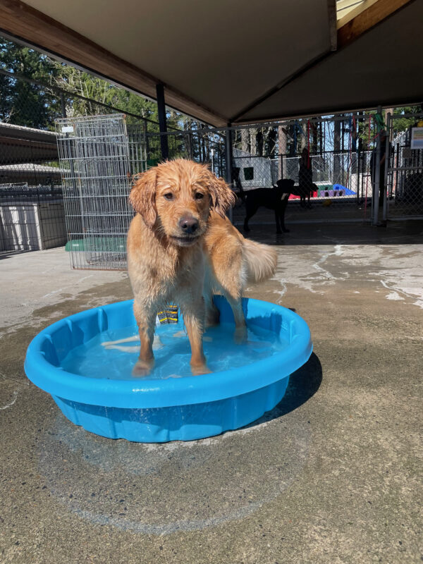 Dandelion stands in a small kiddie pool in the community run area. Her face and chest are soaking wet as she looks towards the camera.