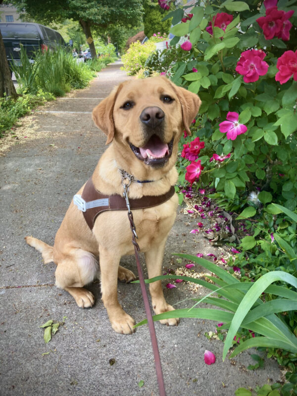 Red-coated Labrador Retriever Chorizo sits on a sidewalk next to a bright pink rose bush. He is wearing a guide dog harness and looking at the camera.