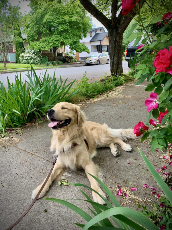 Long-coated Golden Retriever/Labrador cross Brooks is lying down on a sidewalk next to a bright pink rose bush. He is wearing a guide dog harness and has his eyes closed and tongue out.