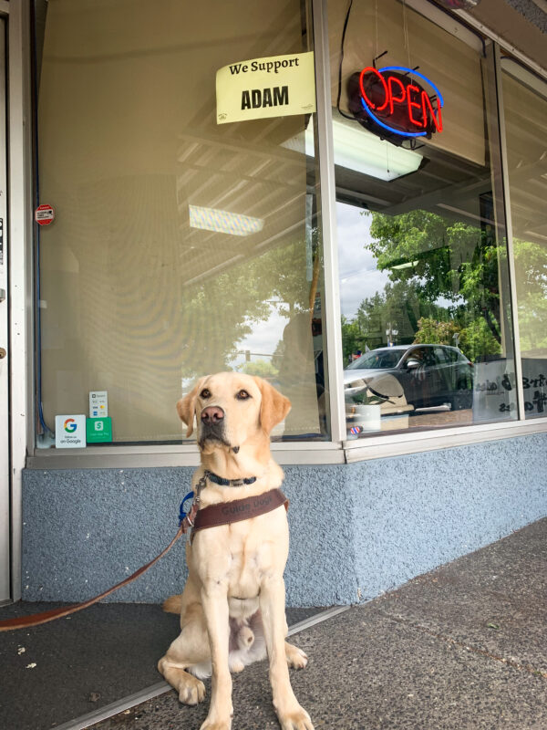 Yellow Lab Adam is sitting in front of a storefront with a small yellow sign taped to the window that says We support Adam. Adam is wearing a guide dog harness and is looking slightly off to the side at his trainer that is out of view.
