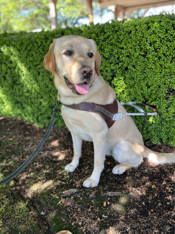 Chadwick sits in front of a green hedge wearing his guide dog harness.