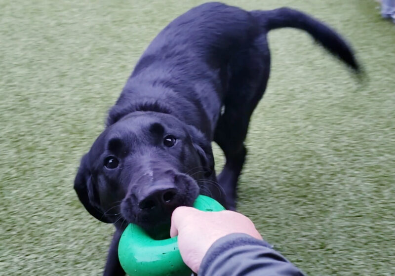 Lennon is playing in a free run area of the Oregon Campus. Hes playing tug with a green Goughnut. The picture is taken from the perspective of the handler. While his head is in focus, most of his body is slightly blurry as this is an action shot.