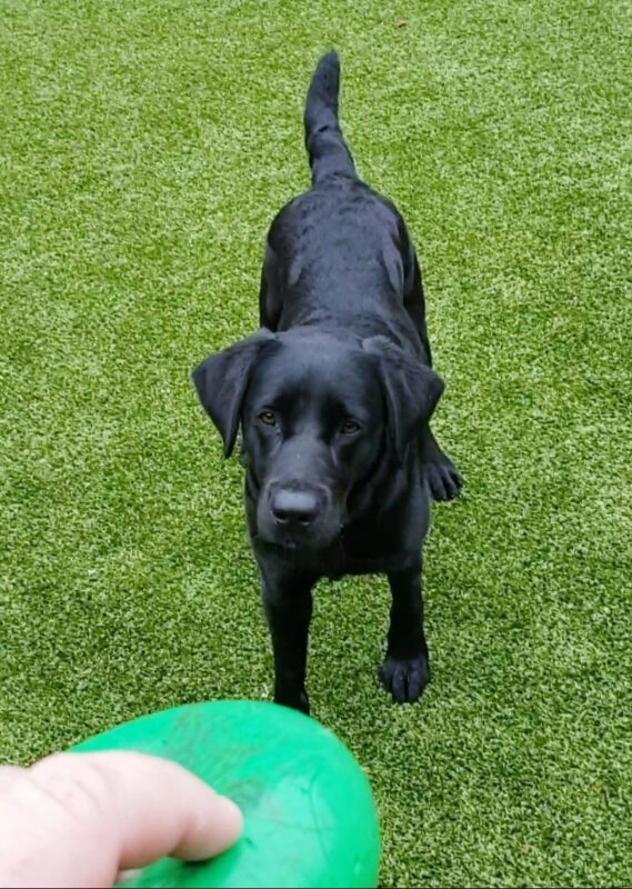 Patrice is playing in a free run area on the Oregon Campus. She's staring intently at a green Goughnut, waiting for it to be thrown.
