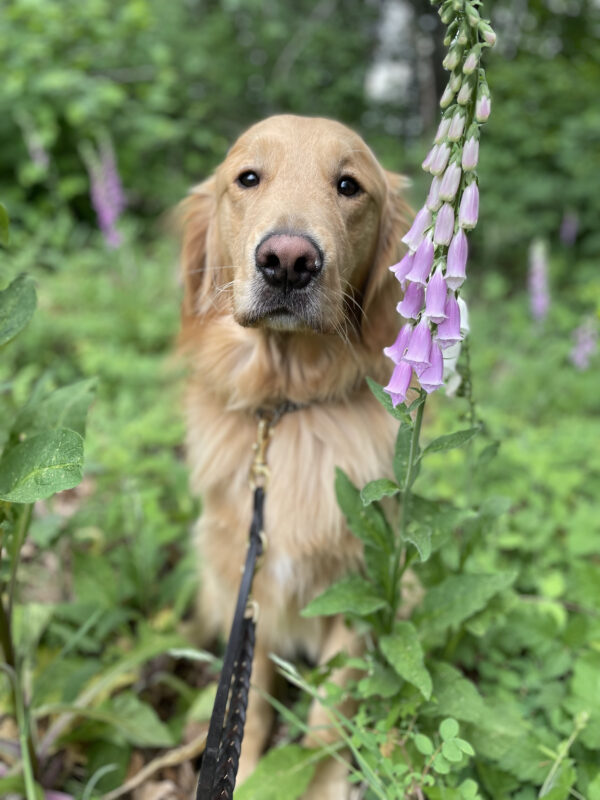 Yellow Golden Retriever, Balousky, sits in a field of green shrubbery with purple flowers. He is looking into the camera seriously.