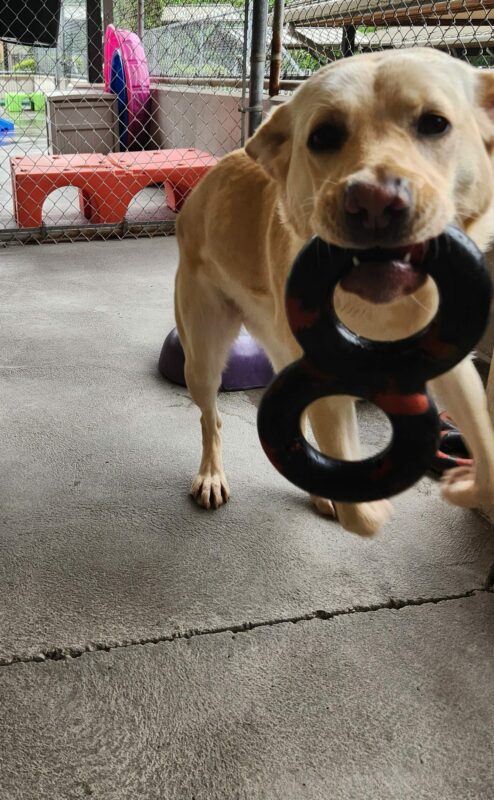 Bijou has a gonut figure 8 toy in her mouth and is in the community run. She has her front feet mid air as she enthusiastically leaps with joy.