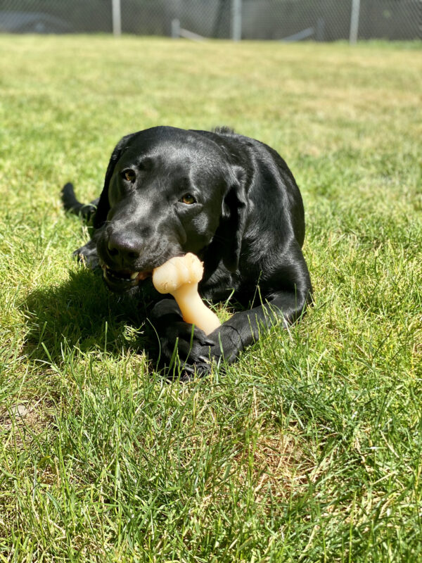 Bonifay, is laying in a grassy area on the Oregon campus. Her black, glossy coat glowing in the sunlight. She's looking at the camera while holding a bone between her front paws and chewing on it, happily.
