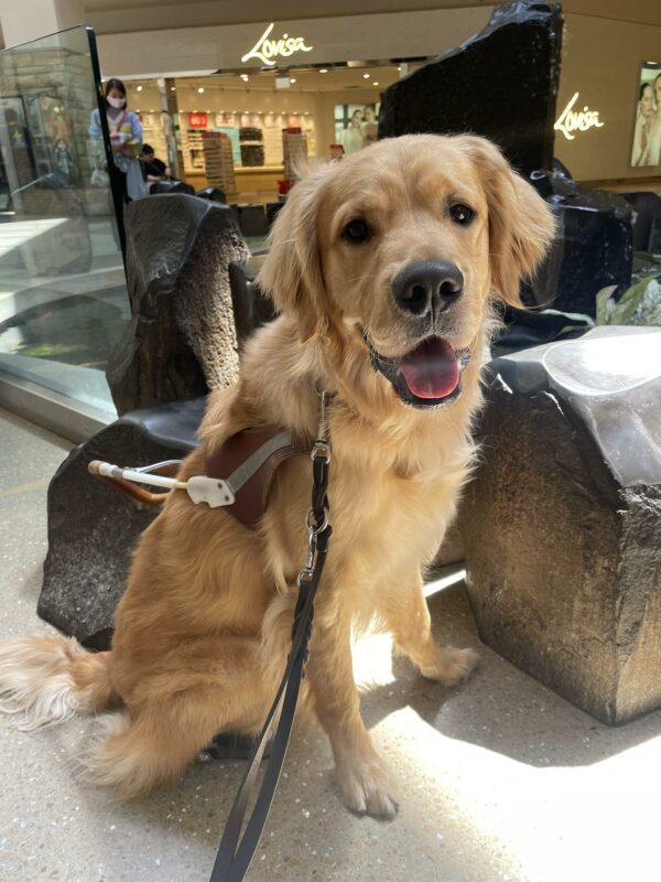 Boone sits in harness in the mall next to a koi pond that is surrounded by rock-like seats.