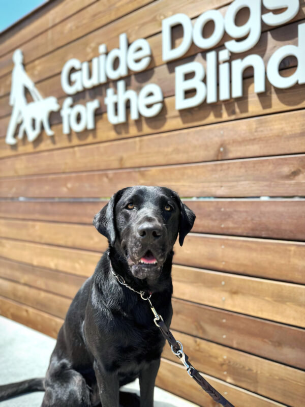 Cello sits in front of the Guide Dogs for the Blind wooden backdrop on the CA campus.