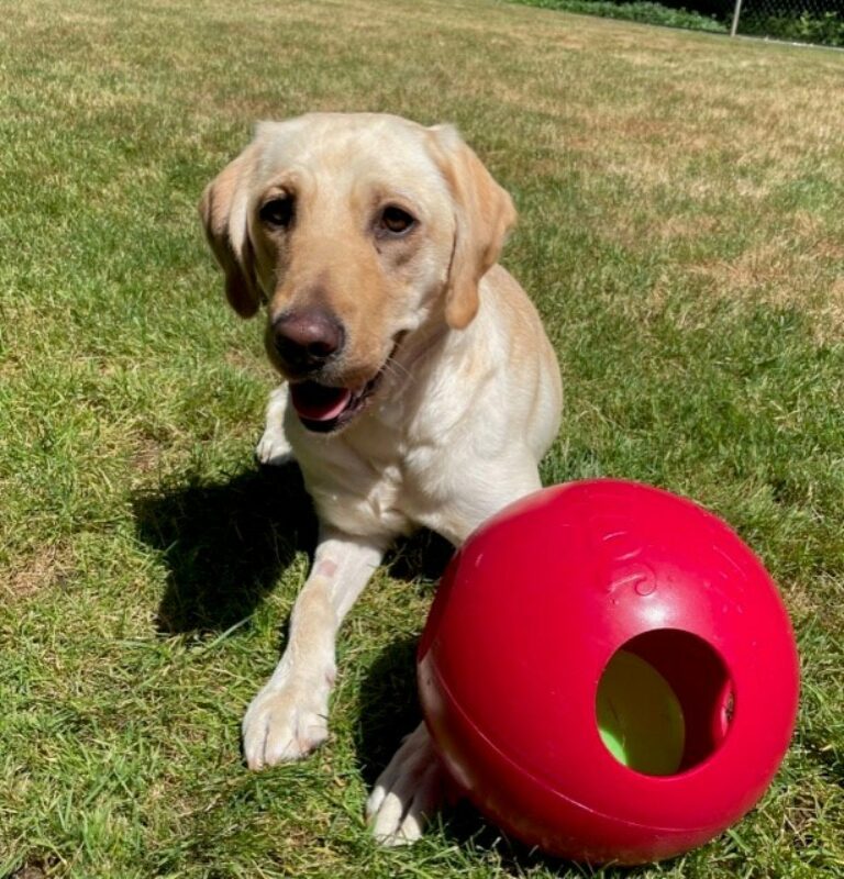 Cindy lays next to a red jolly ball in the grassy play yard. She is looking at the camera with her mouth slightly open