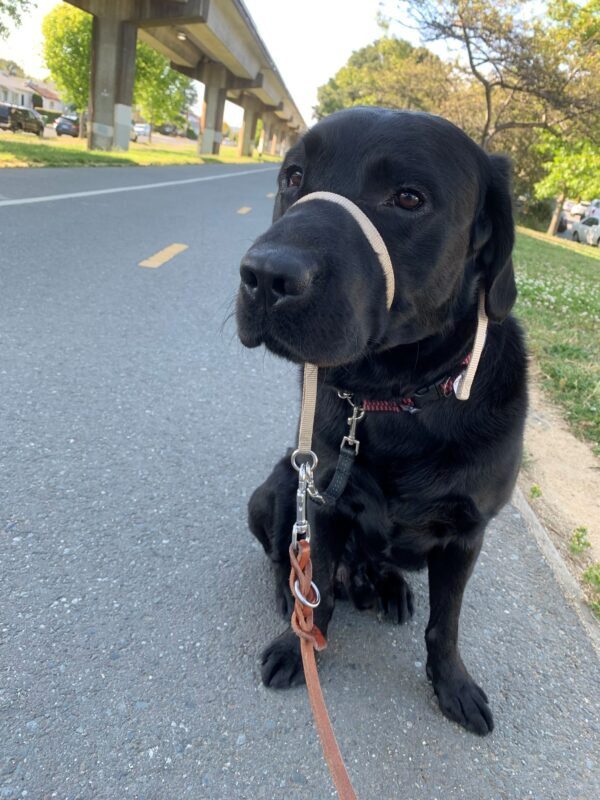 Another close up of male black Labrador Cosmo. He is sitting on a walk/bike path and wearing a tan gentle leader. Behind him is the raised tracks of the BART train.