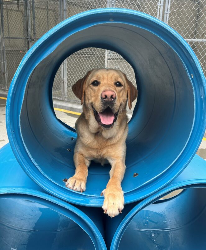Dojo is pictured lying down in a large, blue,  barrel-like play structure in the middle of our community run area located in the kennels. This is where our dogs play with, and without other dogs in training.