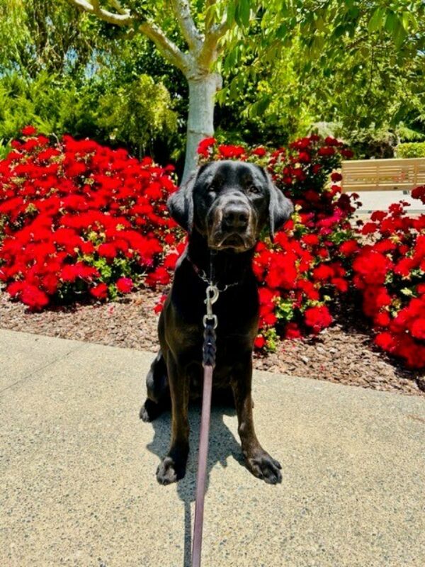 Dreamer, a female brindle lab, is sitting in front of a bed of bright red geranium flowers. She is staring intently at the camera and her brown brindle spots are shining in the sun.