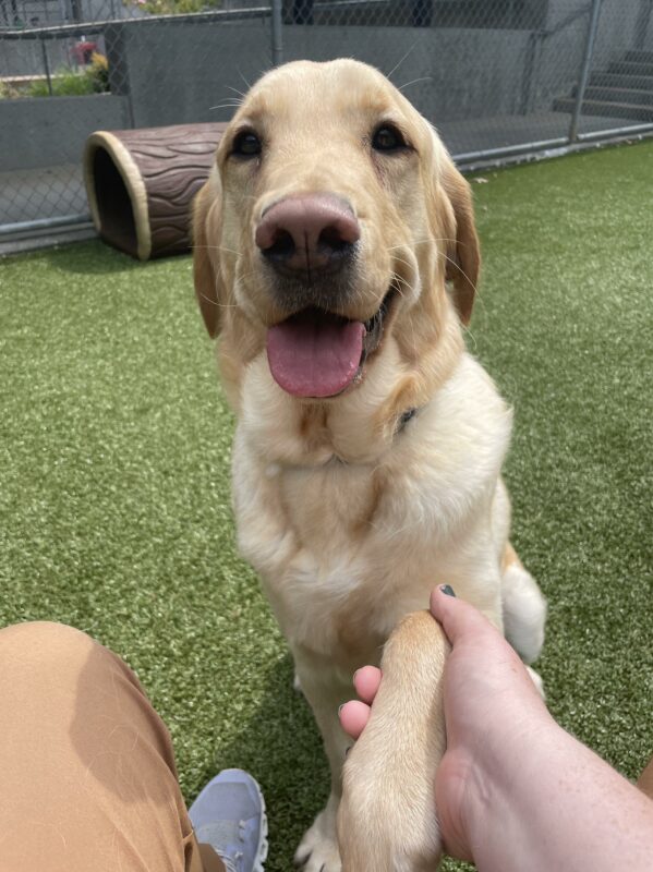 Yellow Labrador/Golden Retriever Cross, Fajita, sits in a astro-turf play yard. She is looking into the camera while holding hands with her handler.