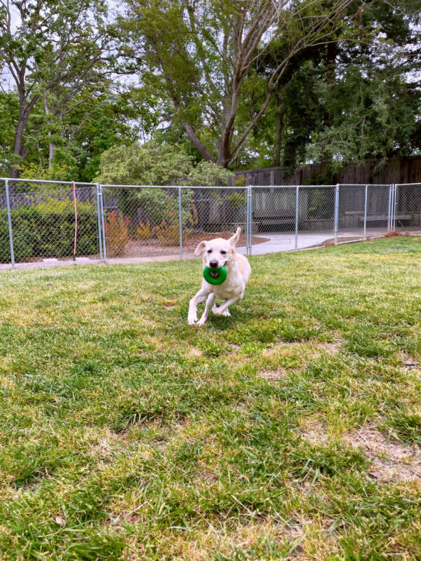 Flamingo is having fun running in an enclosed grassy yard with beautiful tall, green trees outside the fence.  She has a green rubber donut toy in her mouth and her left ear is extended to the sky.