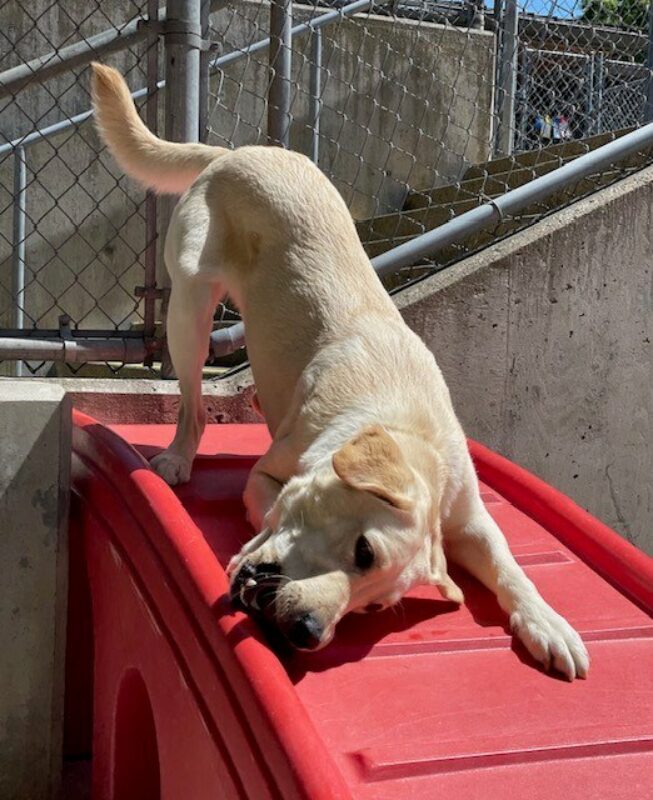 Galley stands on a red play structure in community run in a play bow position while chewing a bone