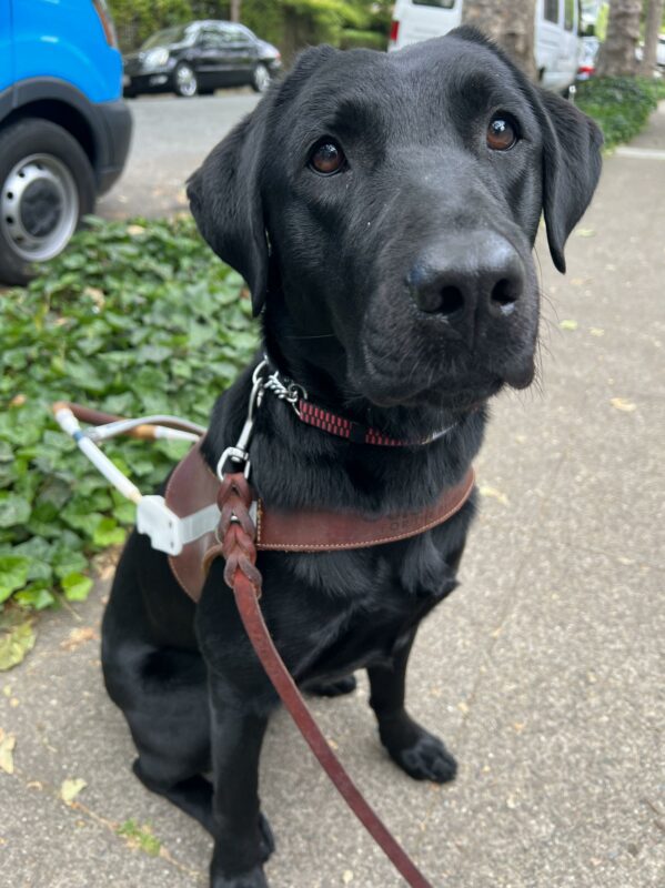 Garden is wearing her guide dog harness and sitting in front of the camera. Behind her is a blue training van and a white training van.