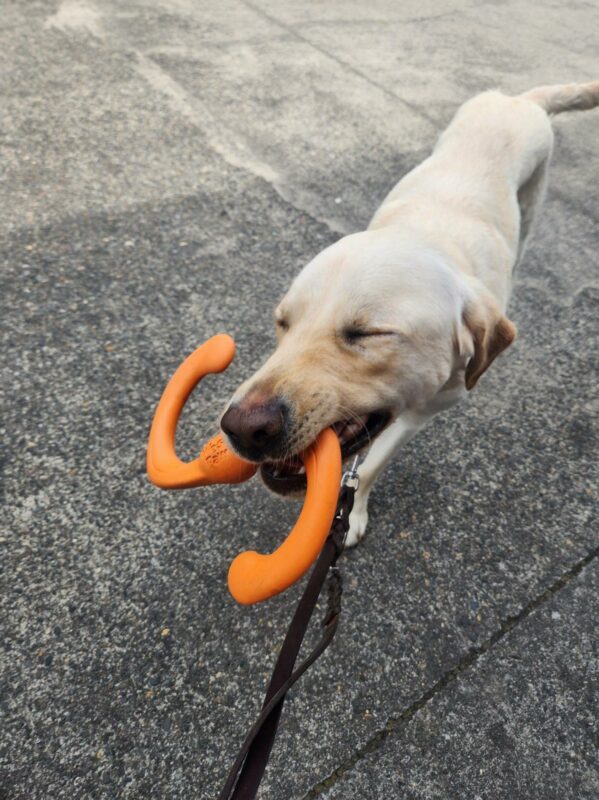 Hawking plays with an orange tug toy after his route. He is holding it in his mouth and has his eyes closed and tail wagging.