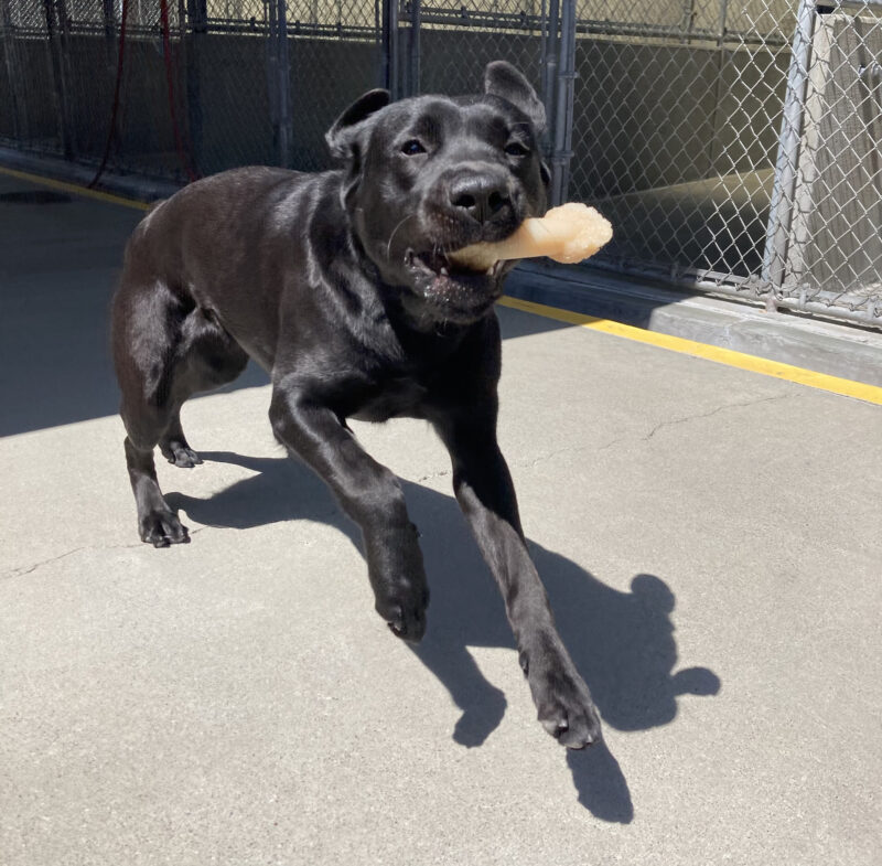 A female black Labrador Retriever enjoys some play time in community run. Rosa holds a bone in her mouth while mid run with her front two paws off the ground and ears flapping upwards.