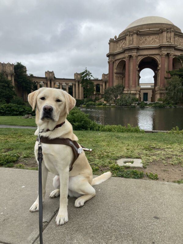 PD 1: Reno sits in harness looking towards the camera, eyes slightly squinted, in front of the Palace of Fine Arts in San Francisco.