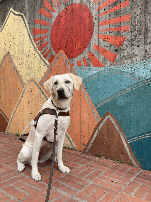 Versailles, a female Yellow Labrador Retriever, sits in harness with a Gentle Leader on her face. Behind her is a colorful art mural with mountains water and a sun.