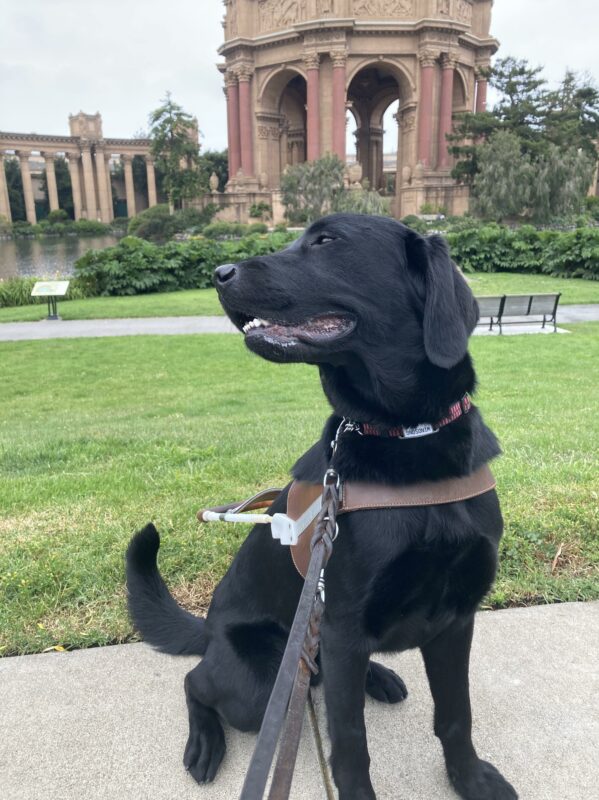 Windsong sits in harness in front of the Palace of Fine Arts in San Francisco. Her head is turned to the right and her mouth is slightly open in somewhat of a model pose.