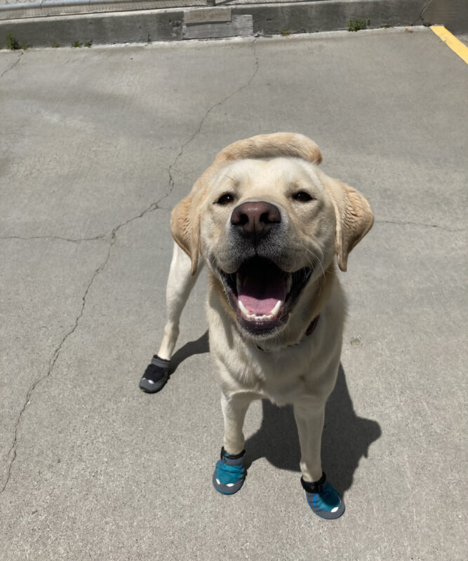 PD 2: Reno is dressed in his booties in community run, mouth open, panting and looking up at the camera.